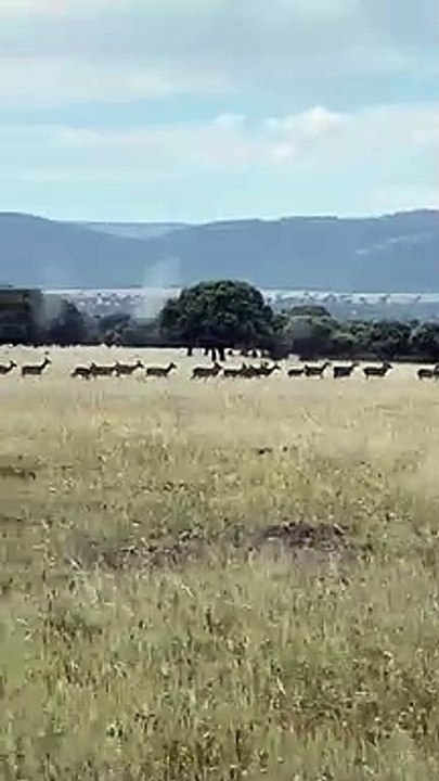 Video Manada Cabañeros