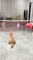 Cats Playing Volleyball | Cats Funny Moments |Cute Pets | Funny Animals | Animals Funny Moments #4u