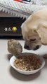 Chick Eating Dog Food | Dog Angry On Chick | Dogs Funny Moments | Animals Funny Moments | Cute Pets
