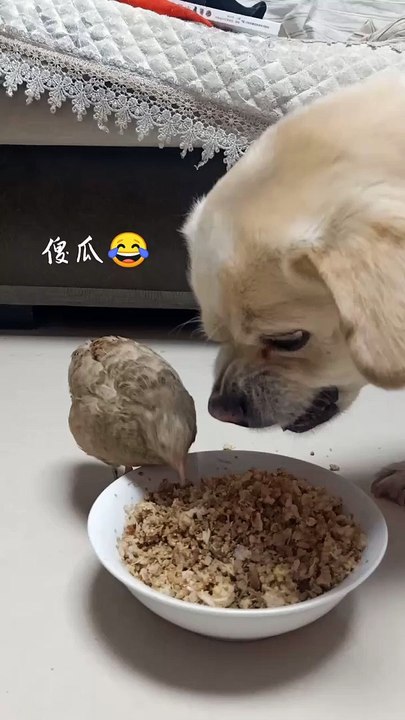 Chick Eating Dog Food | Dog Angry On Chick | Dogs Funny Moments | Animals Funny Moments | Cute Pets