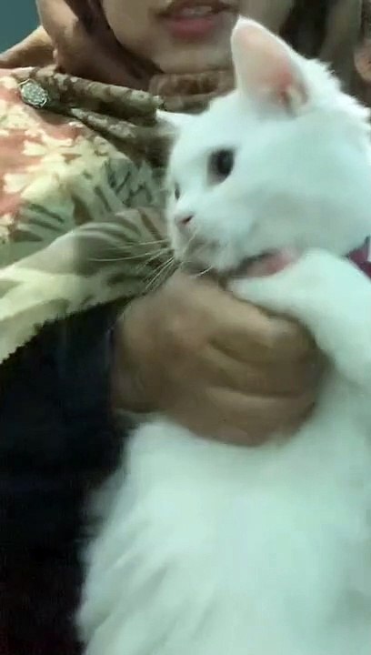 kucing lucuu (102)