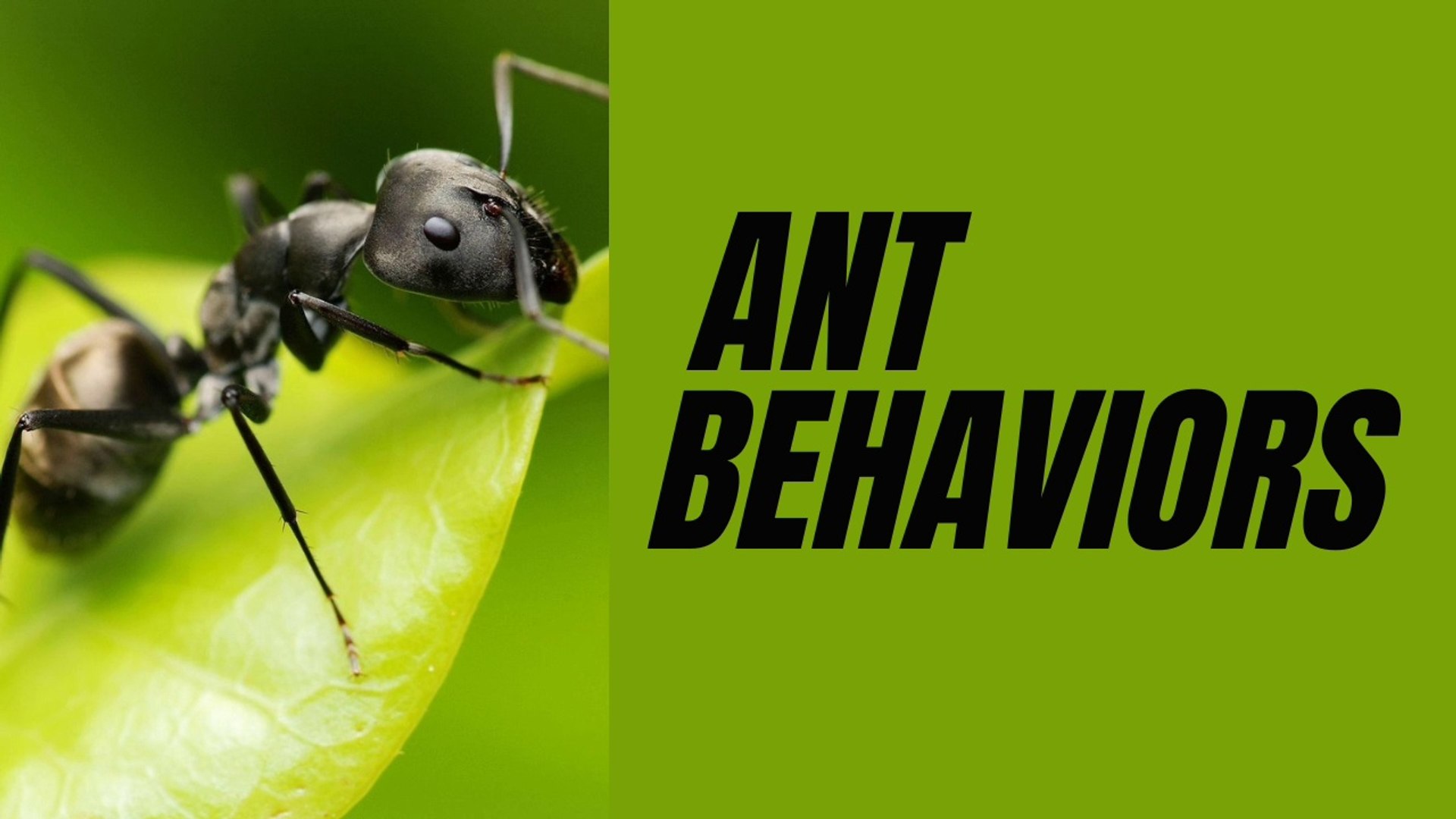 ⁣Ant Behaviors II Ant Social Behaviors