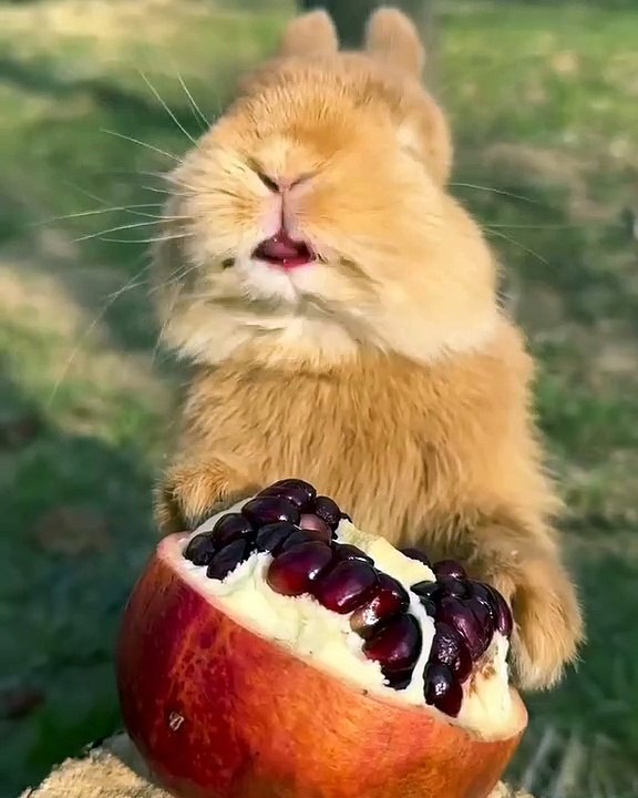 What is your favourite video   1, 2, 3, 4 or   ️ #animals #nature #animal #wildlife #love #pets #cute #pet#photography #dog #...finstagram #birds #animalsofinstagram #art #instagood #of #animalphotography #rabbitsofinstagram #petstagram #puppy #bird