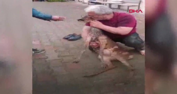 Derede mahsur kalan karacanın kurtarılma anları kamerada