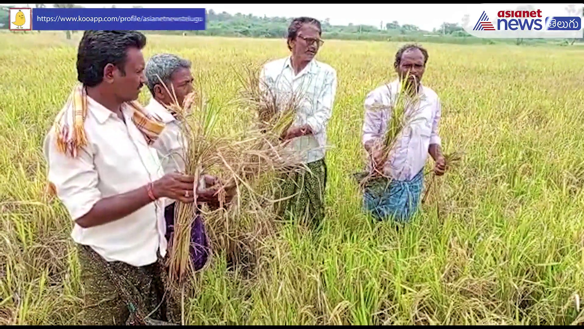 నకిలీ పురుగుమందుతో నష్టపోయిన రైతులు... 120 ఎకరాల్లో పంట నష్టం 
