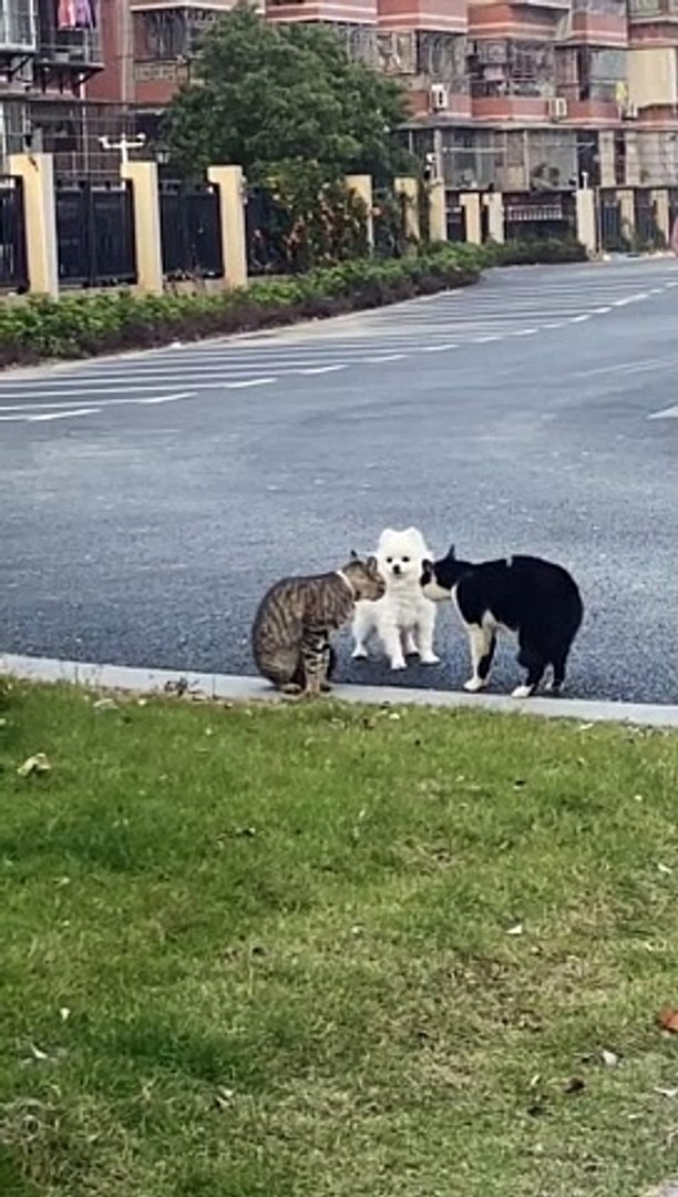 ⁣he just wants to be friends  #funny #funny #funny #funny #funny #funny #funny #funny #funny #funny #