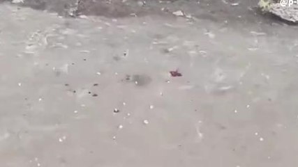 देवास: सतवास प्रखंड क्षेत्र में रविवार को तेज बारिश के साथ गिरे चने के आकार के ओले