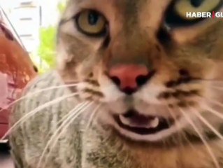 Boynuna kamera takıldı, 'kediler aleminde racon kesme' anları kahkahaya boğdu