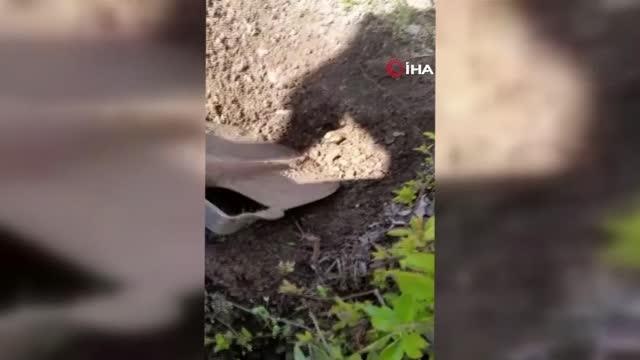 Bahçede toprağı kazarken Anadolu Semender ini görüntüledi