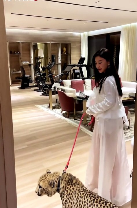 Cheetah | pet | cheetah with human | speed master