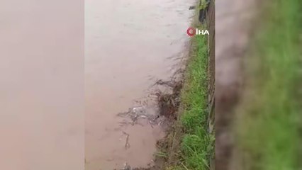 Trabzon'da dereye düşen karaca kurtarıldı