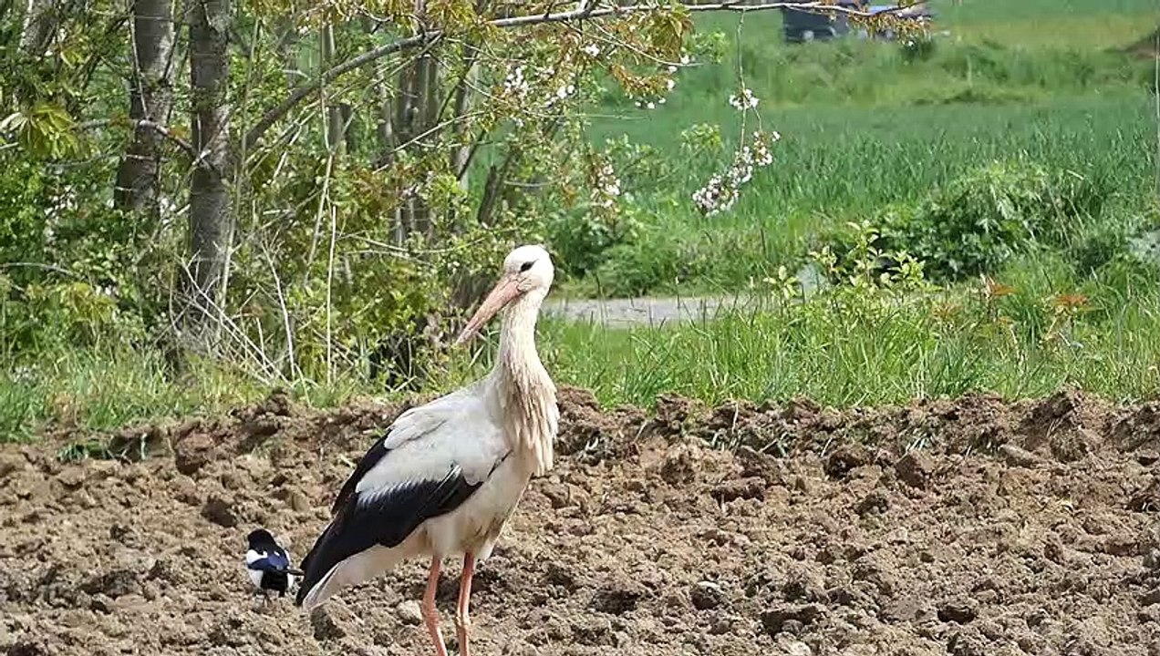 cigogne