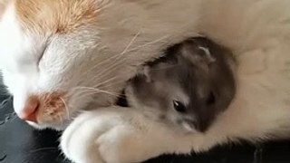Tom and jerry video | real life