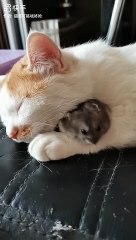 Tom and jerry video | real life