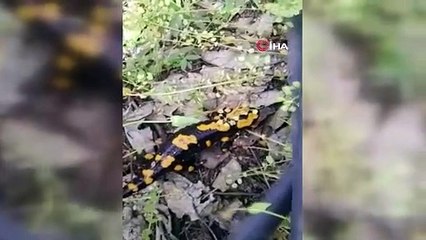 Bahçede toprağı kazarken "Anadolu Semender"ini görüntüledi