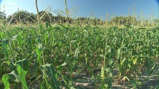 Amazing Agriculture Farm Tecnology - Life cycle of sweet corn Harvest and Processing_3