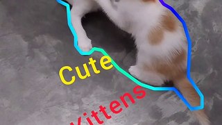 Cute Kittens Playing |