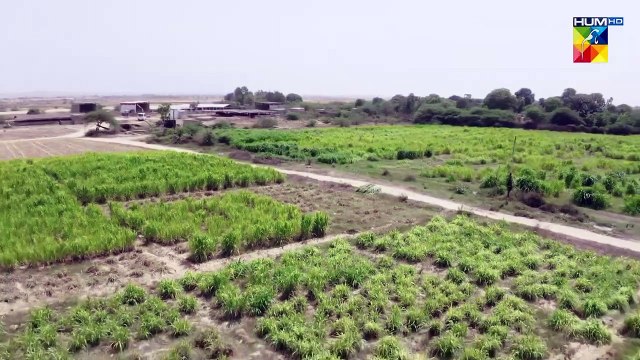 Makkar Aur Ghatiya Aurat...!! #alizehshah #azfarrehman - Jabar - FLO Digital