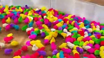 Colourful Chicks..