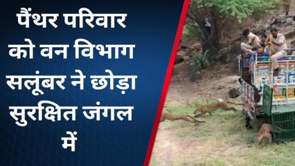 उदयपुर : जब पिजरें की कैद आजाद हुआ पैंथर परिवार, कुछ यू लगाई दौड़...देखिए वीडियो !