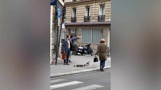 Ces canards aidés par une parisienne ont fait fondre des millions de personnes