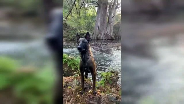 Animales graciosos y tiernos