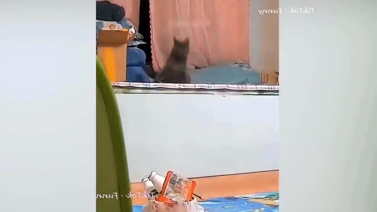 Ready to laugh  Funniest Animals Video - Best Cats  and Dogs Videos