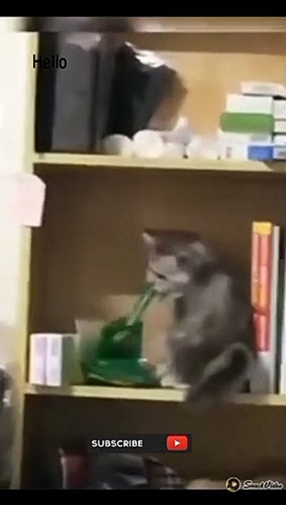 Funny cat