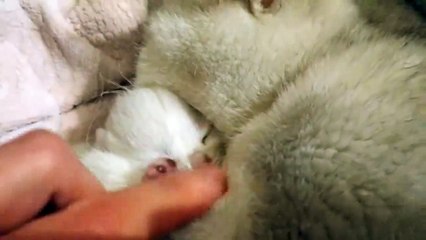 Descargar video: ♥️ 4 Days After Birth _ British Shorthair kitten _ Cuteness _ Video 2019