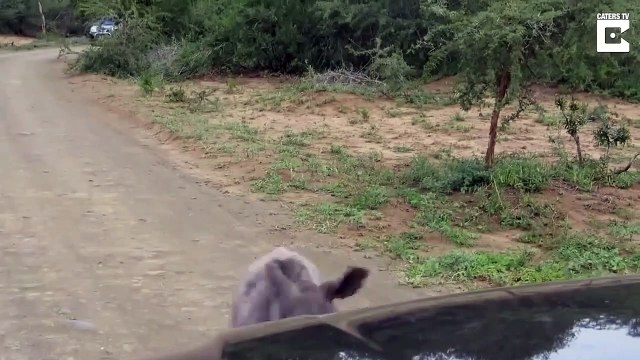 Ce bébé rhinocéros adorable chasse les voitures comme maman