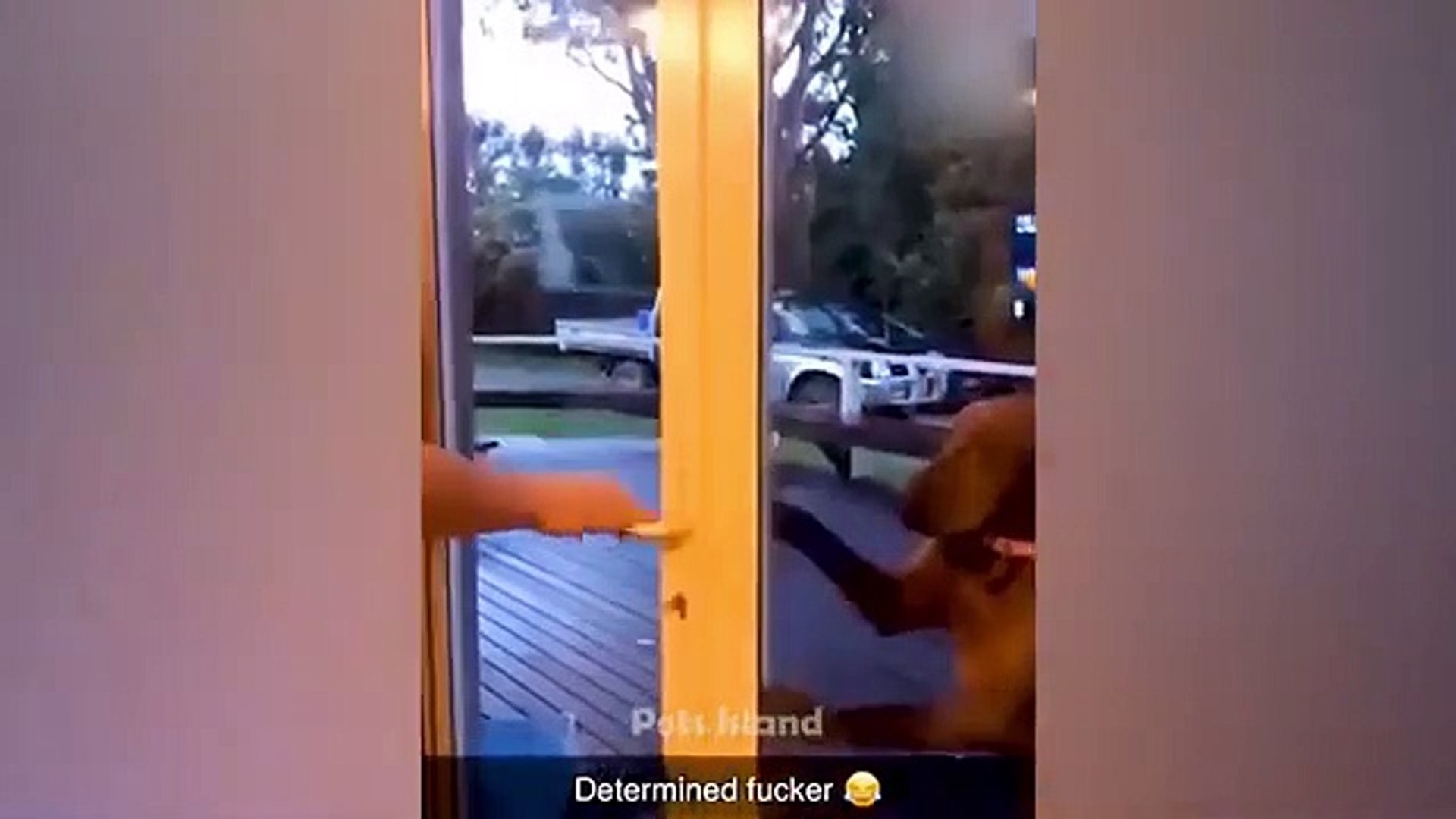 ⁣Funny Dogs Reaction Moments - Funniest Animals Video ---- 2023 _ Pets Island(360P)
