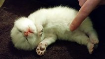 ✔️ 7 Days After Birth _ British Shorthair kitten _ NewBorn Cute Kitten