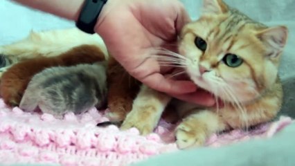 Download Video: ✔️ British Shorthair Kittens 4 Days After Birth