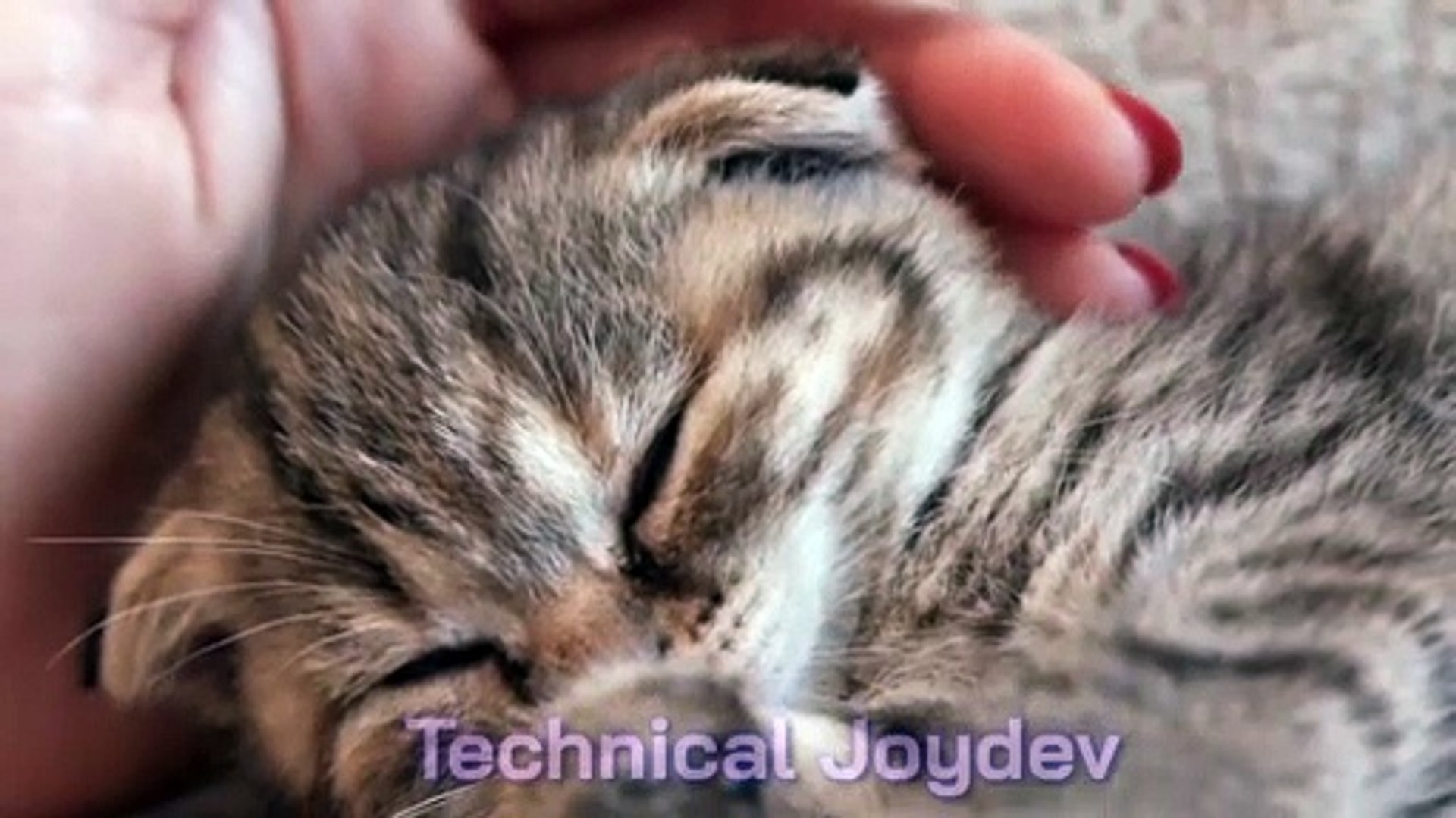 ⁣Animals Getting Scared Over Nothing Pets) | Pets Island