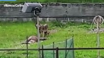 Belluno, lupo sbrana un cervo nel giardino di un hotel ad Auronzo di Cadore