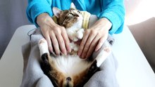 A Little Massage for the Cat