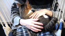 Little Cat Sits in My Arms