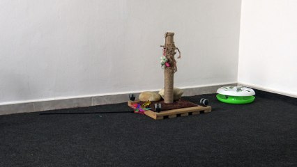 Cat Plays with Feather Wand