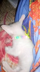 my angry Marshmallow playing with me #engry #marshmalow