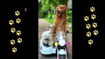funny  dogs reactions part 41 No Languages only funny voices Sabeera smc funny videos 2023