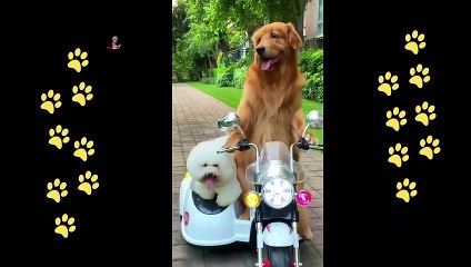 Download Video: funny  dogs reactions part 41 No Languages only funny voices Sabeera smc funny videos 2023