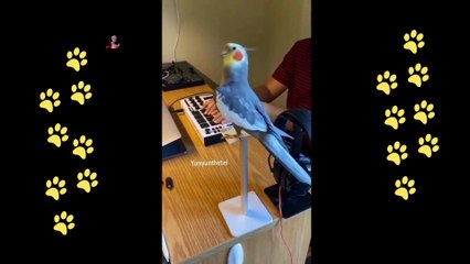 funny  dogs reactions part 42 No Languages only funny voices Sabeera smc funny videos 2023