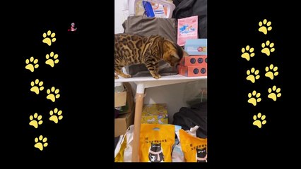 funny  dogs reactions part 43 No Languages only funny voices Sabeera smc funny videos 2023