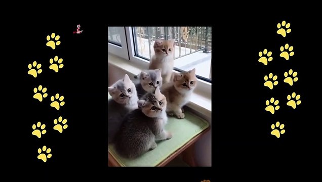 funny dogs reactions part 45 No Languages only funny voices Sabeera smc funny videos 2023