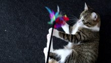 A Cute Playful Little Cat (3)