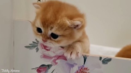 Bassie's kittens want to get out of their nest