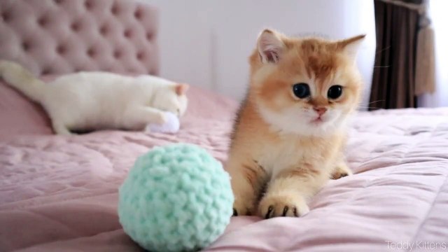 Bianca Met her younger Brother named Snickers _ Funny kittens