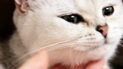 Betti is preparing for the gives birth of her  babies  British Shorthair