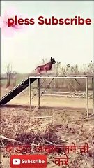Flying jump dog video