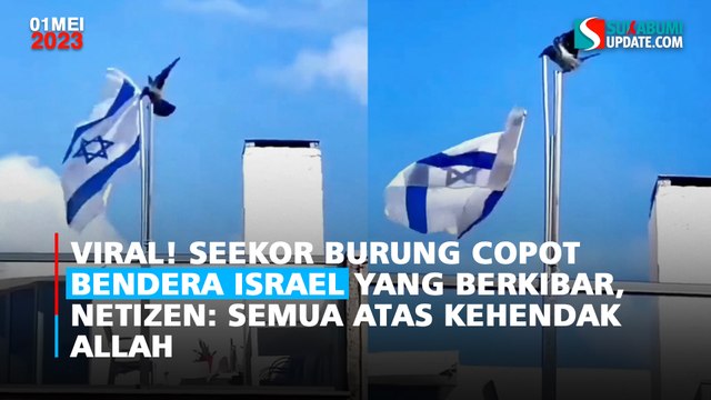 Viral Seekor Burung Copot Bendera Israel yang Berkibar, Netizen: Semua Atas Kehendak Allah